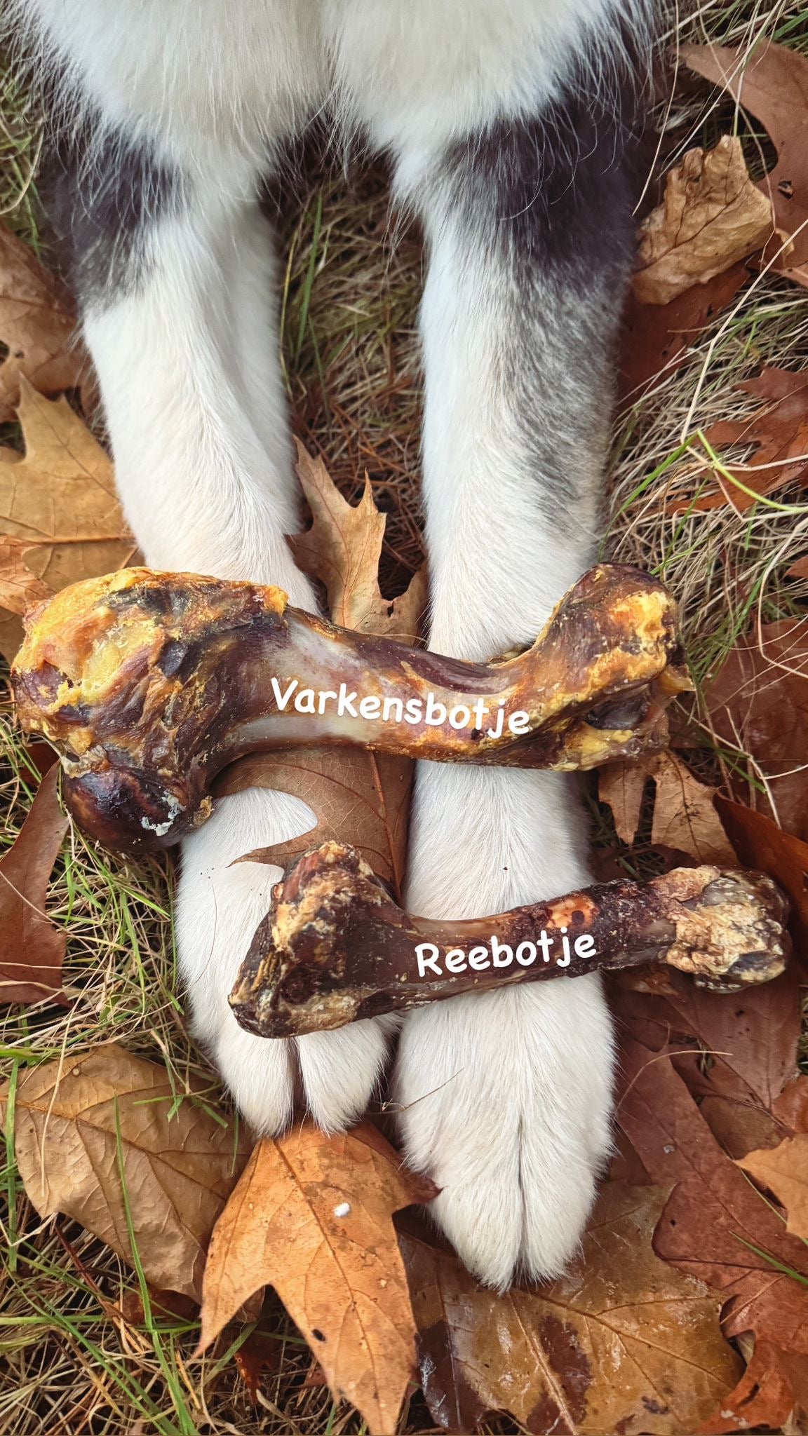 Varkensbotje